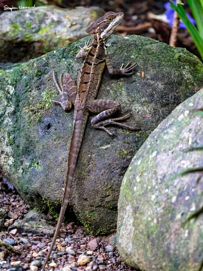 Costa Rica